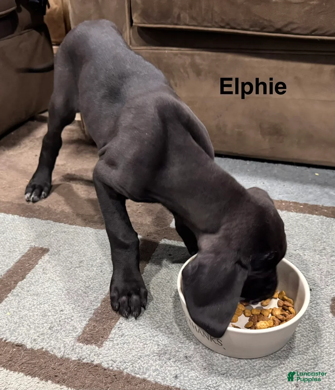Great Dane dogs for sale: Tobie - Ad 8