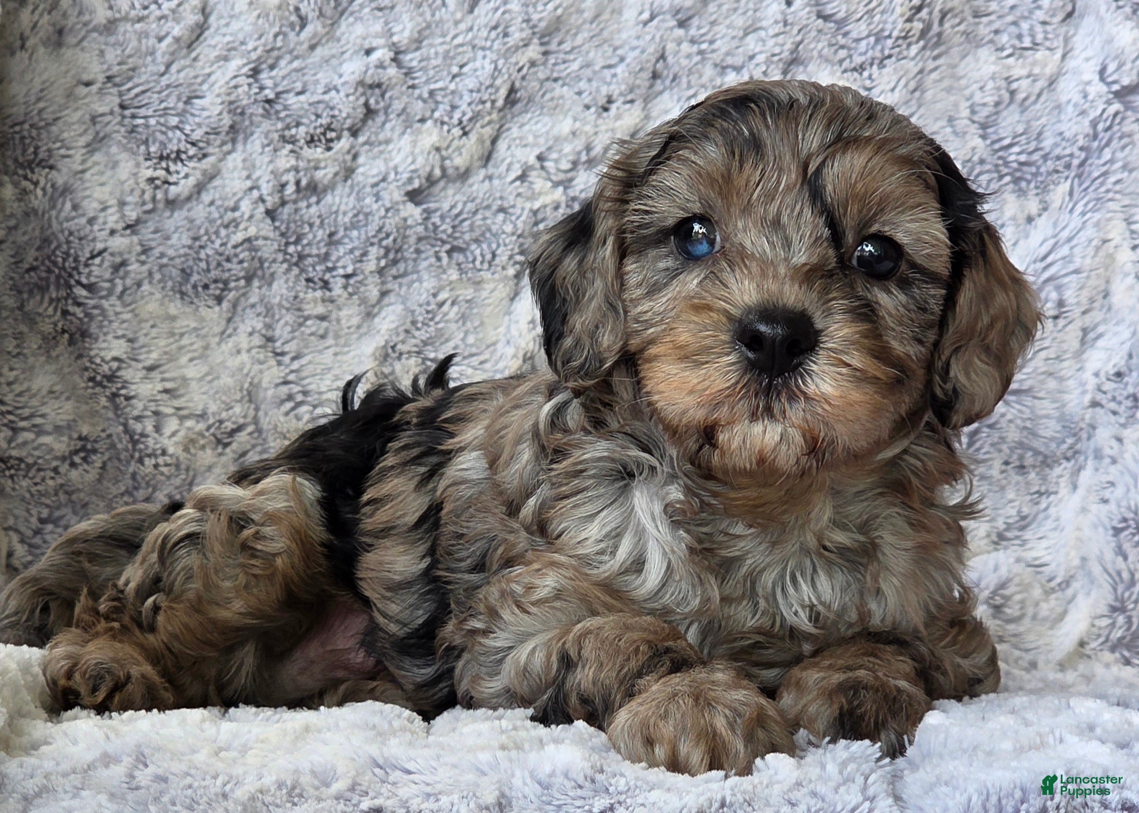 Cavapoo dogs Star - Ad 2