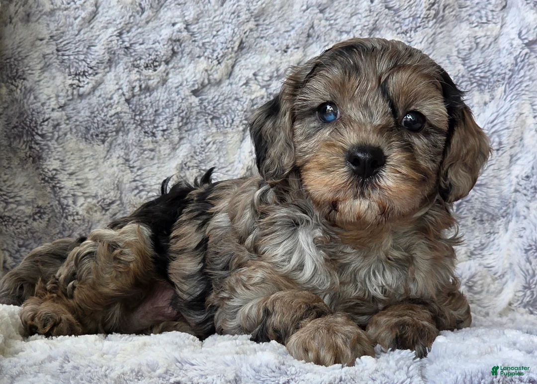 Cavapoo dogs for sale: Star - Ad 2