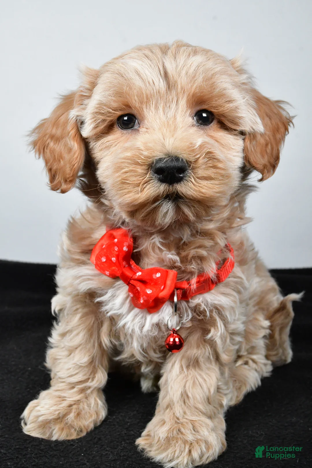 Maltipoo dogs for sale: Sanford - Ad 7