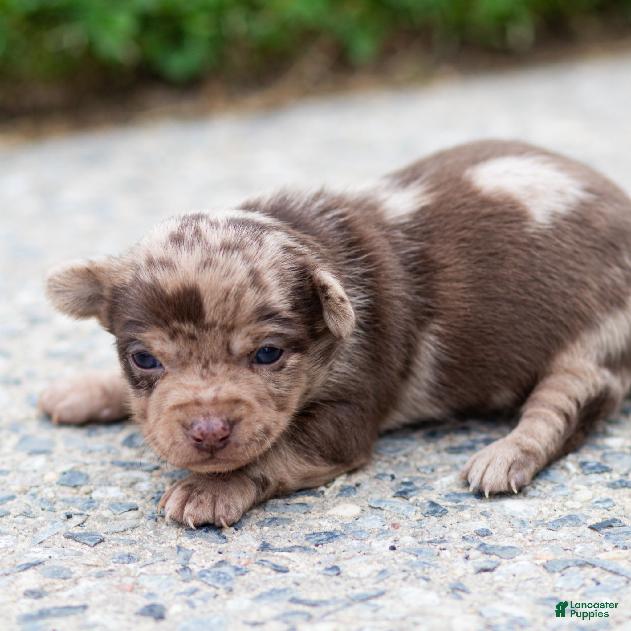 Chihuahua dogs Reba Chihuahua Puppy  - Ad 1