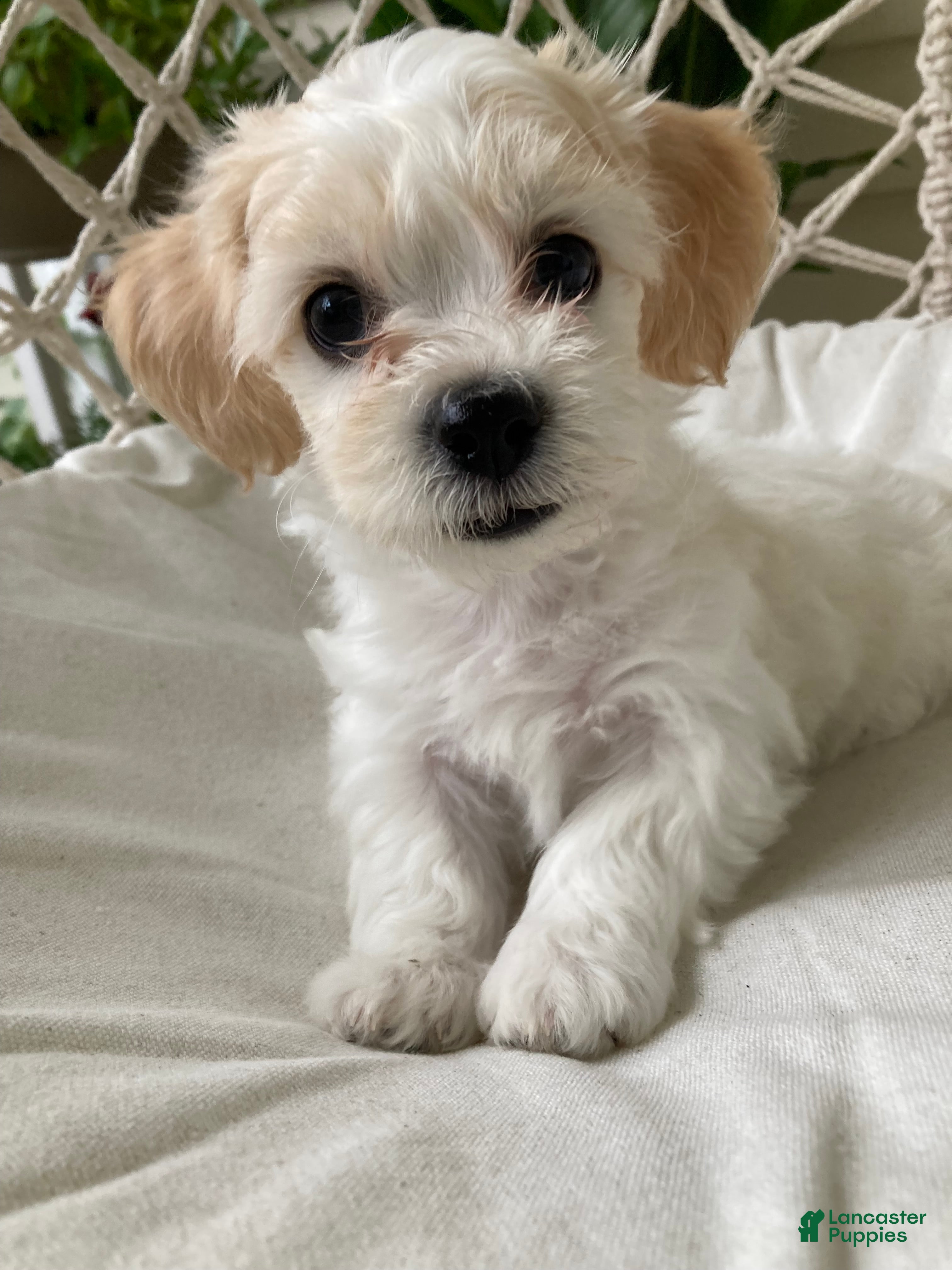 Mixed Breed dogs Willow - Ad 1