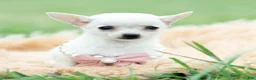 Chihuahua dogs for sale: Teacup Diamond - Ad 2