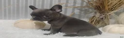 French Bulldog dogs for sale: Blaze - Ad 4