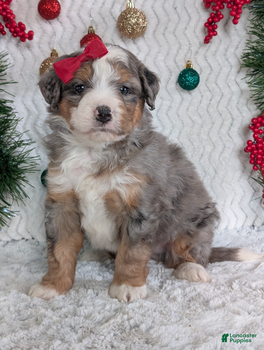 Mini Bernedoodle dogs for sale: Mini Bodie - Ad 8