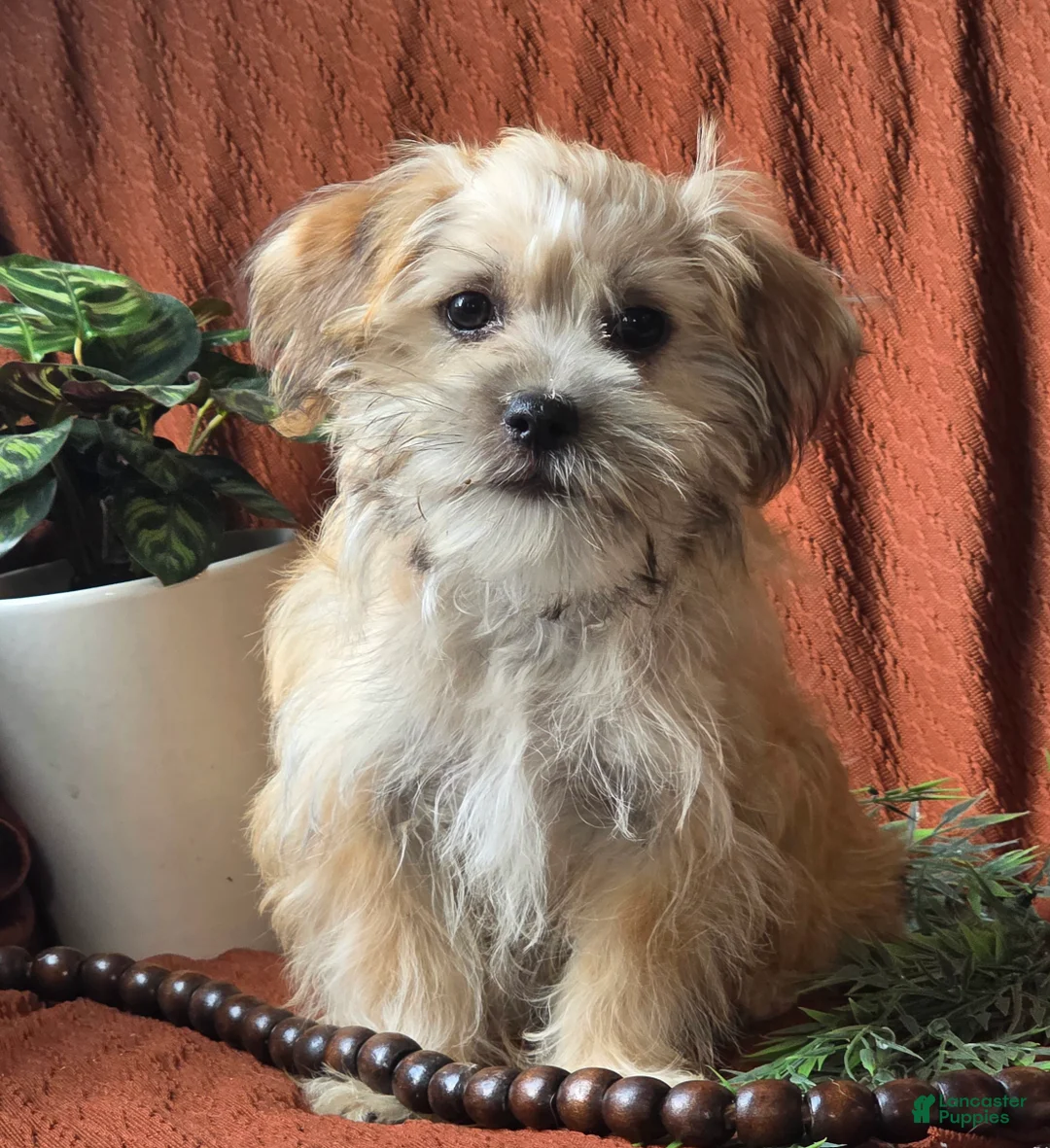 Mixed Breed dogs for sale: Teddy  - Ad 5