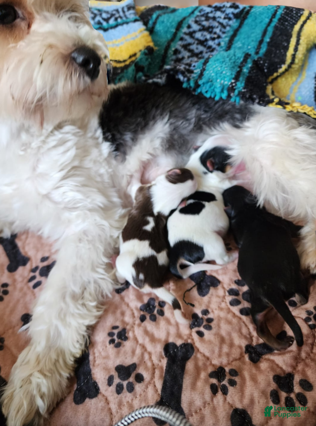 Yorkshire Terrier dogs for sale: Adella - Ad 4