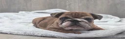 English Bulldog dogs for sale: Kelsi - Ad 4