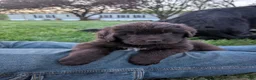 Newfoundland dogs for sale: Harper - Ad 9