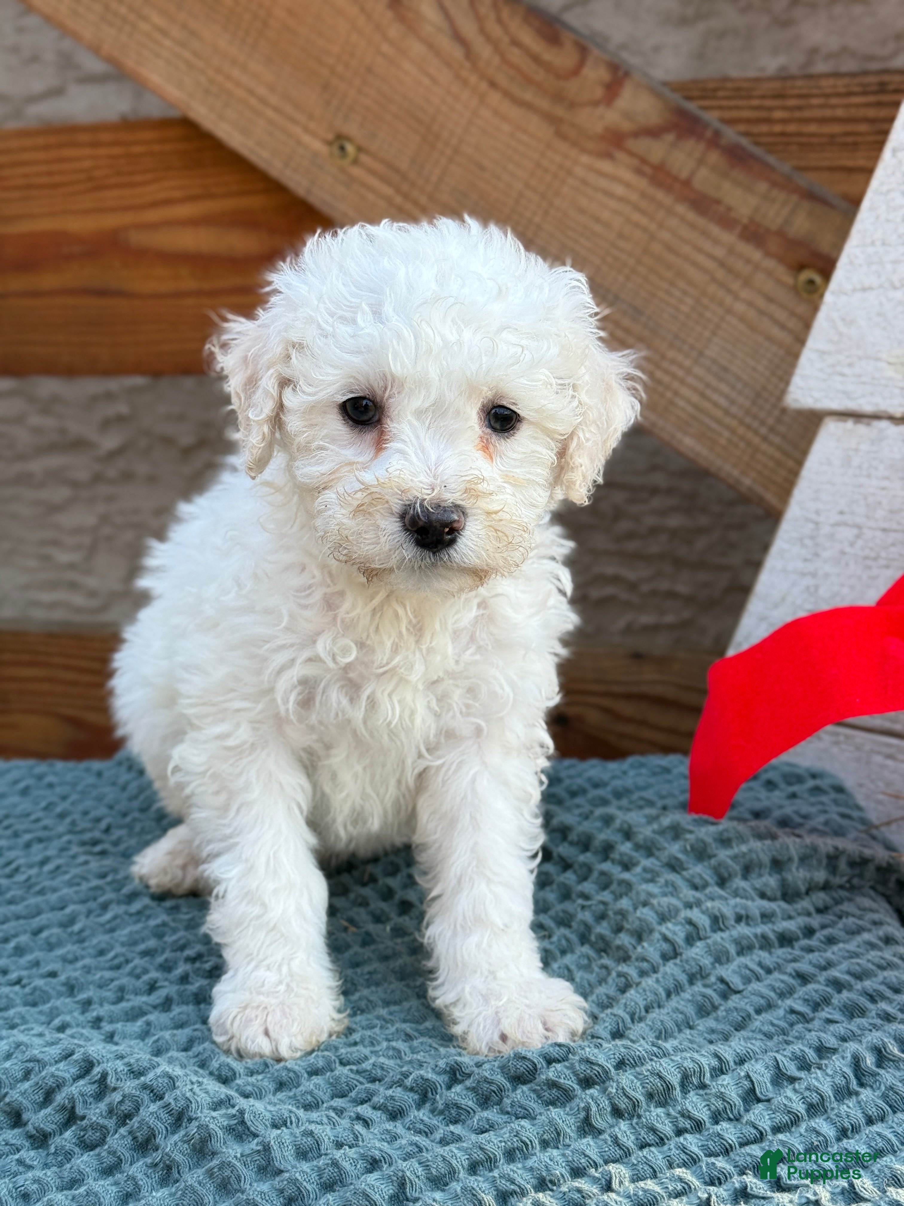 Bichpoo dogs Audrey - Ad 10