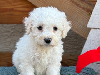 Bichpoo dogs Audrey - Ad 34