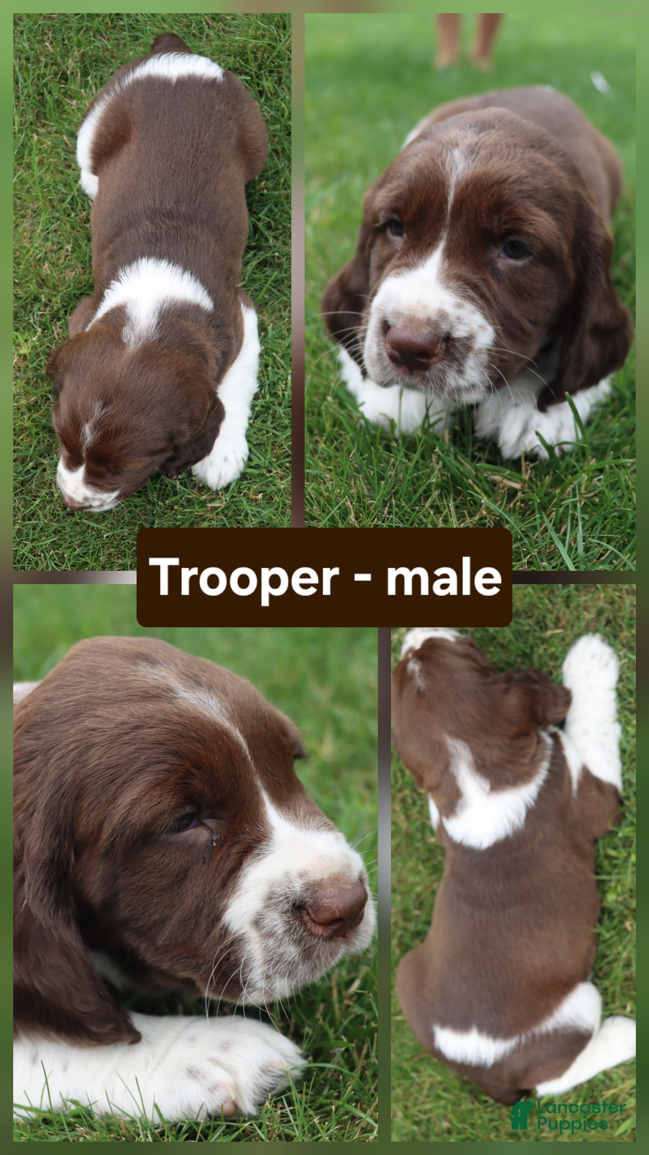 English Springer Spaniel dogs Trooper  - Ad 27
