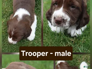 English Springer Spaniel dogs Trooper - Ad 27