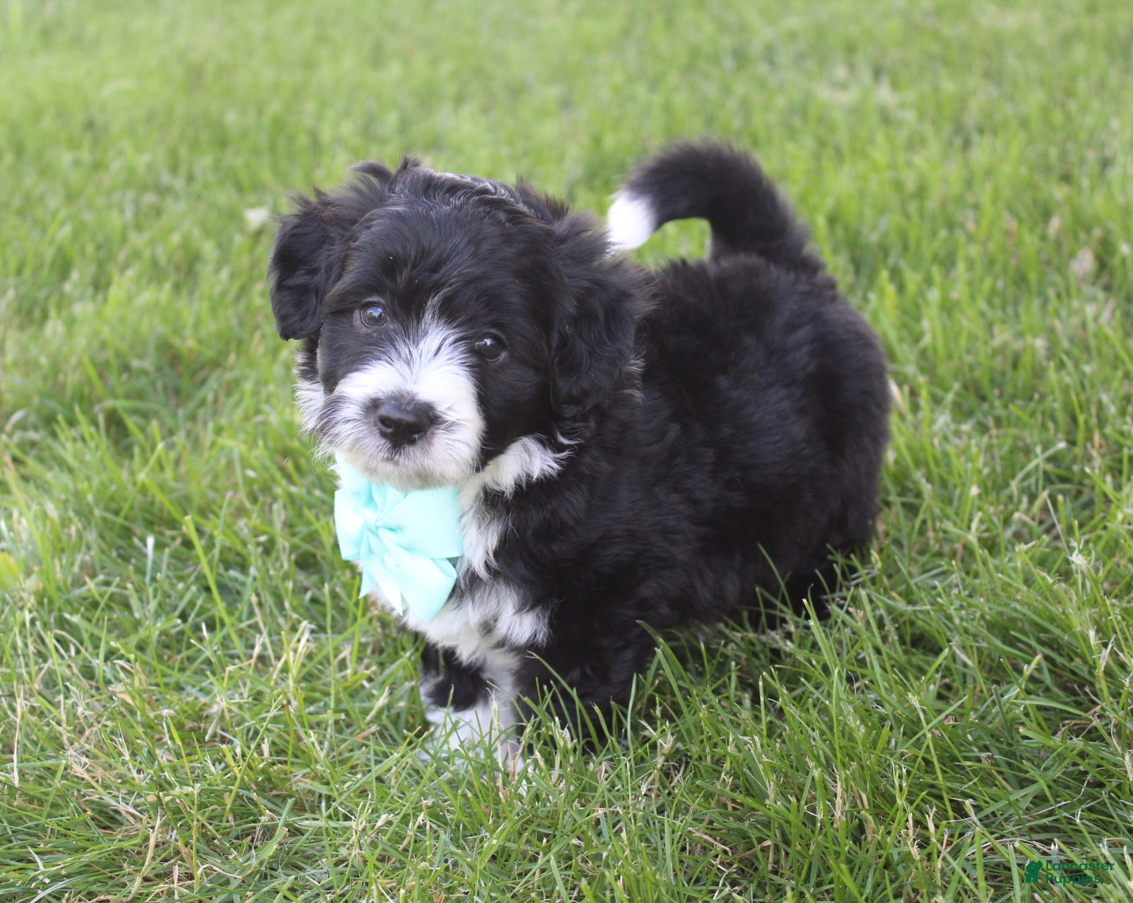 Mini Aussiedoodle dogs for sale: Jett 💎 - Ad 4