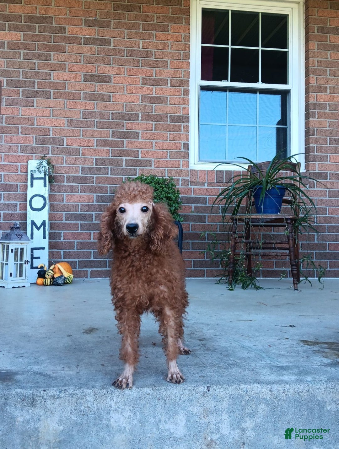 Maltipoo dogs for sale: Carter - Ad 8