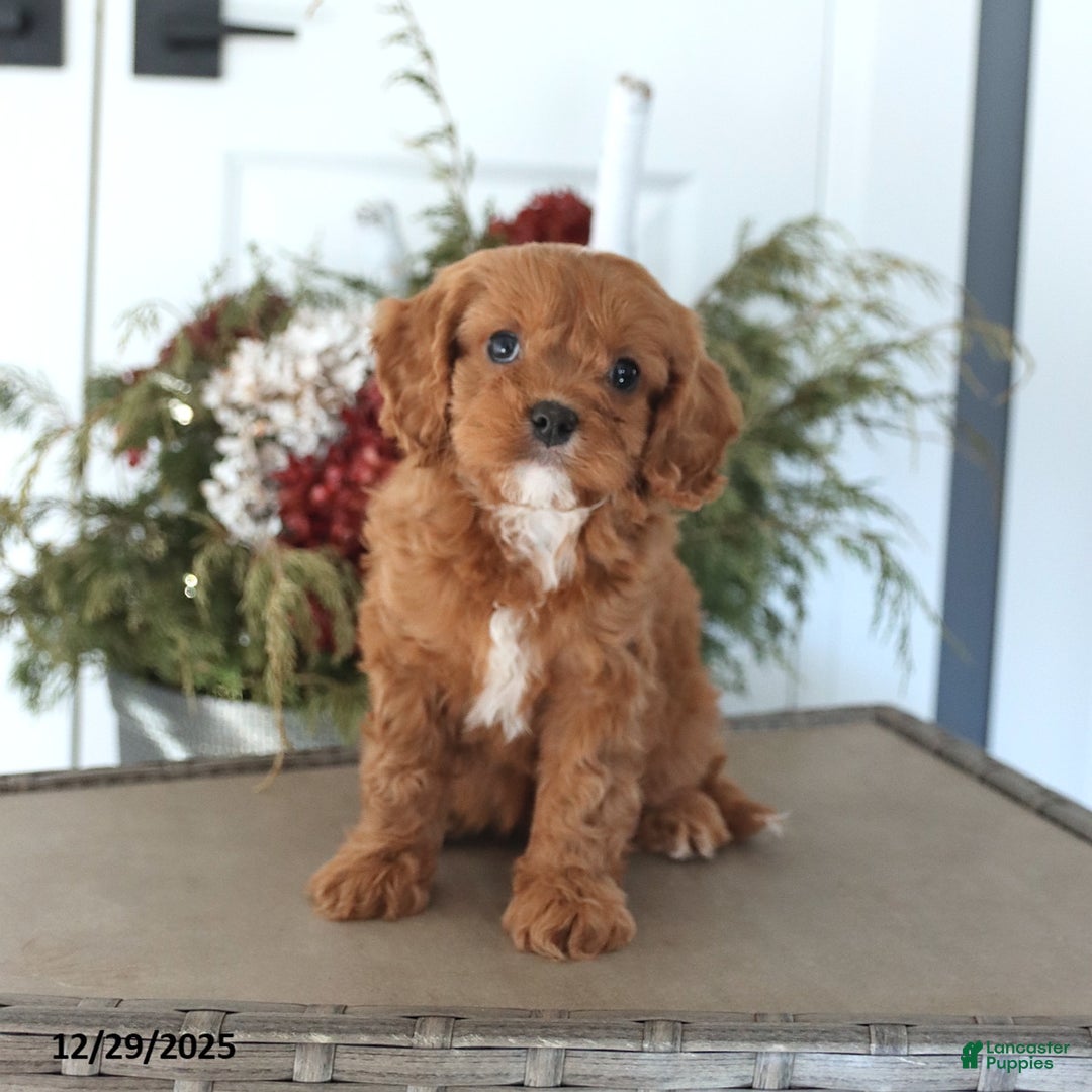 Cavapoo dogs for sale: Haven - Ad 3