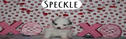 Pomsky dogs for sale: Speckle - Ad 3