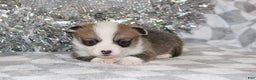 Welsh Corgi Pembroke dogs for sale: Brady - Ad 4