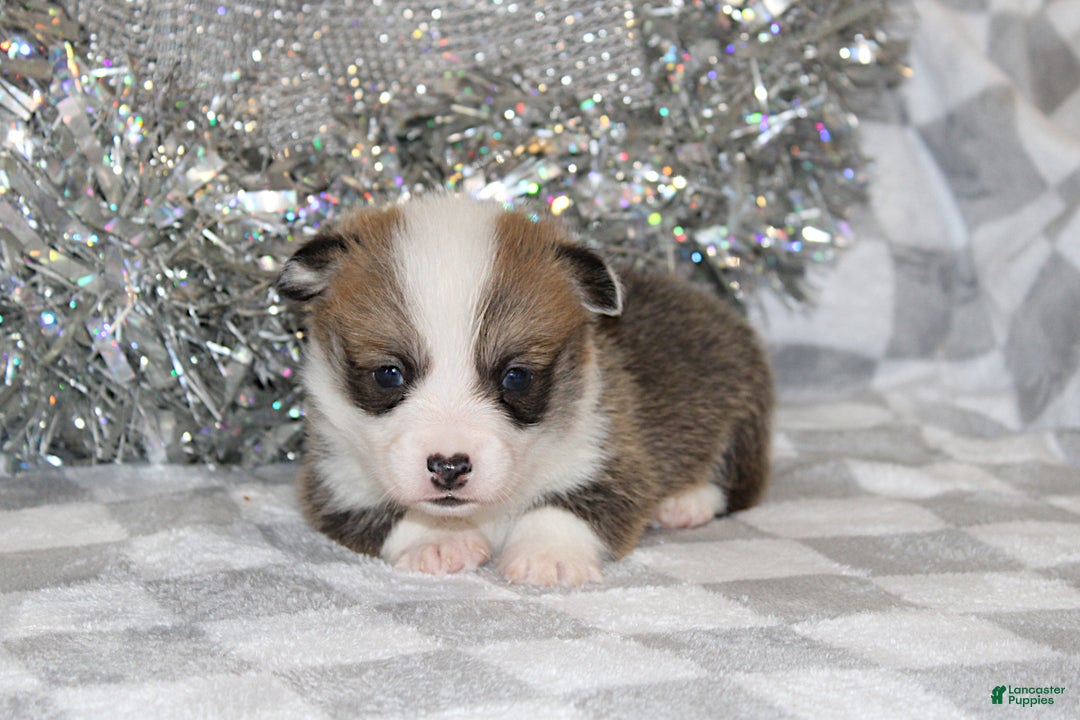 Welsh Corgi Pembroke dogs for sale: Brady - Ad 4
