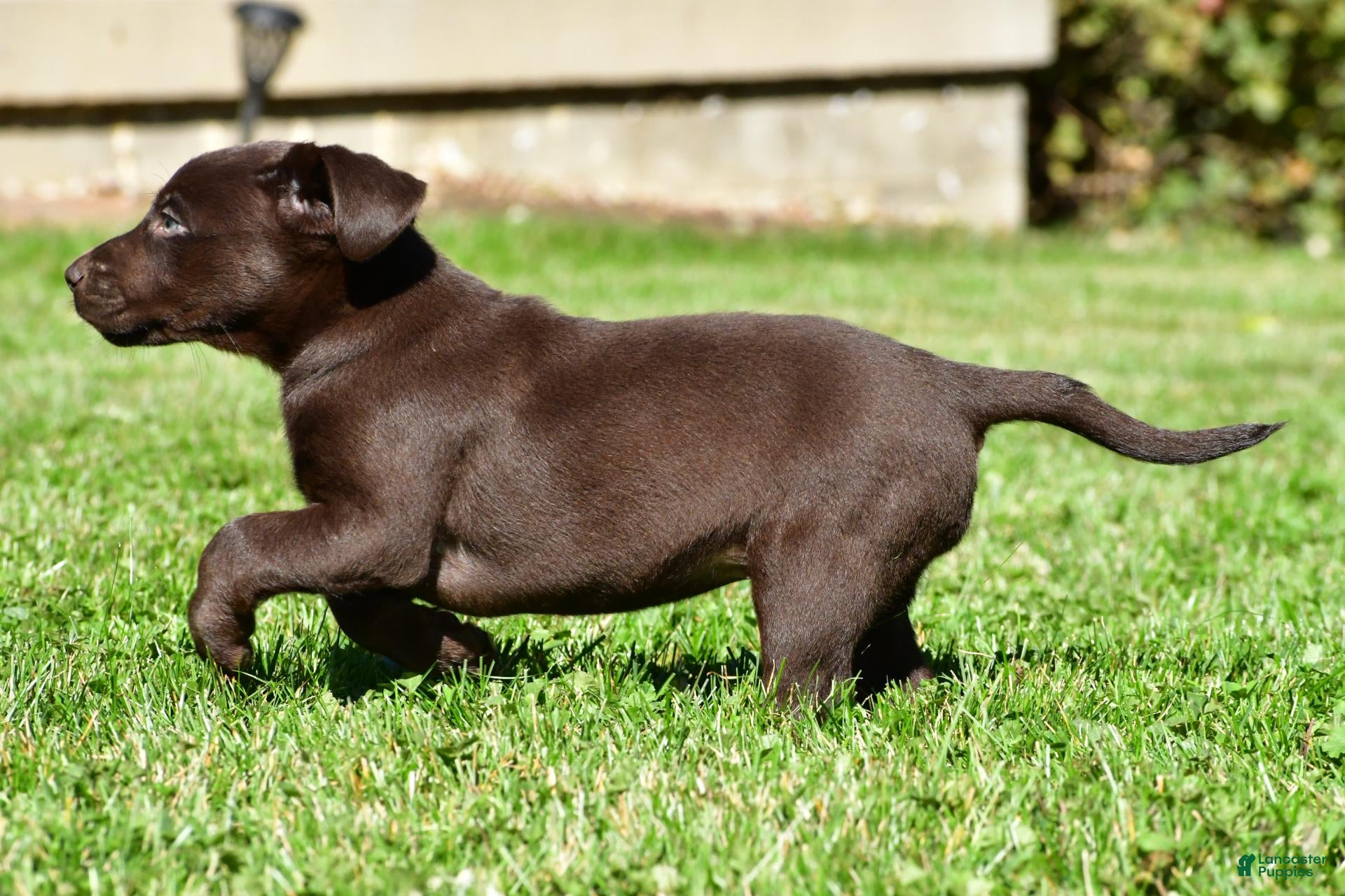 Labrador Retriever dogs Choco - Ad 2