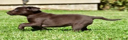 Labrador Retriever dogs for sale: Choco - Ad 2
