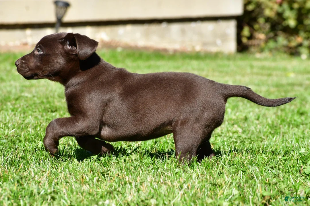 Labrador Retriever dogs for sale: Choco - Ad 2