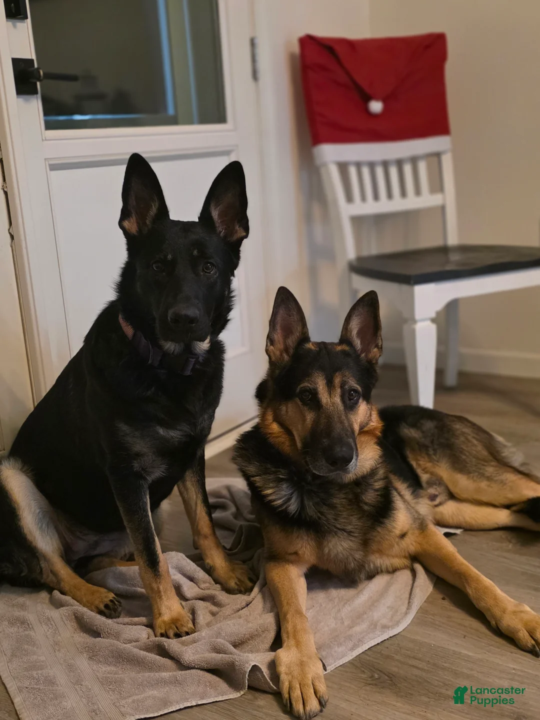 German Shepherd dogs for sale: Joanna  - Ad 3