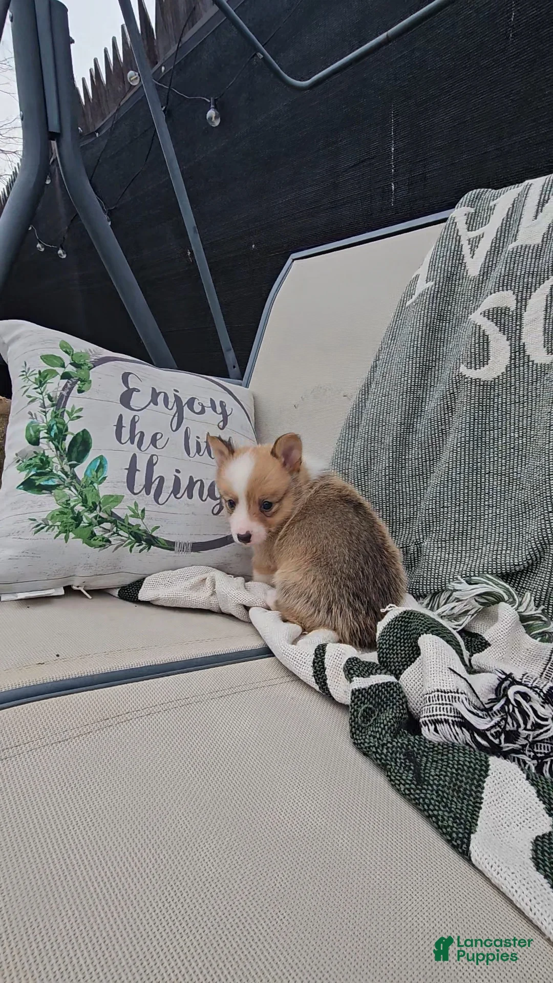 Mixed Breed dogs for sale: Rocko - Ad 4