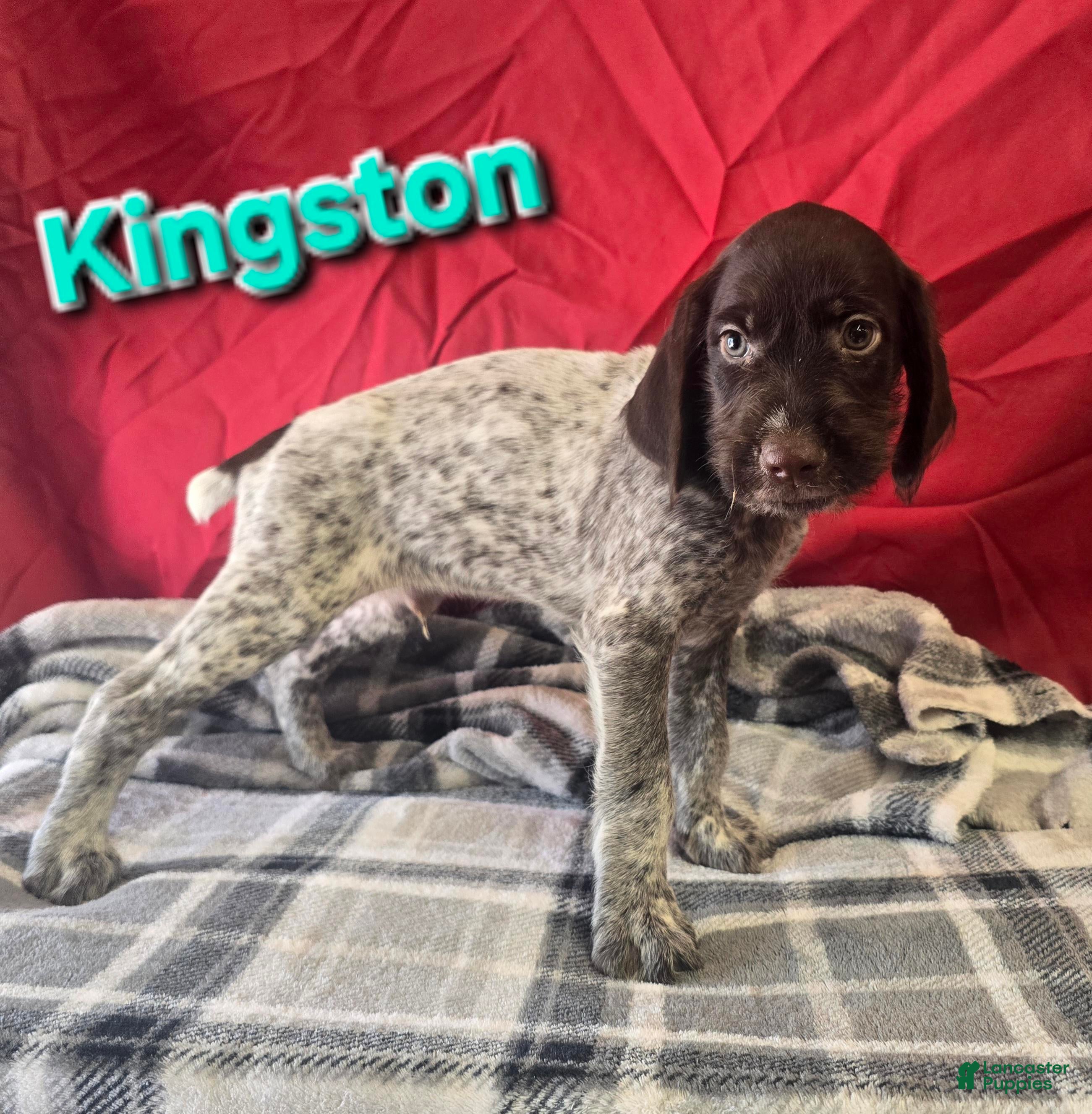 German Wirehaired Pointer dogs for sale: KINGSTON - Ad 1