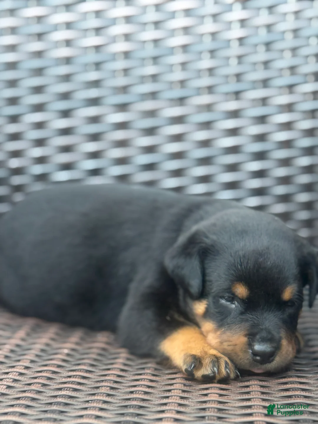 Rottweiler dogs for sale: Ky - Ad 2