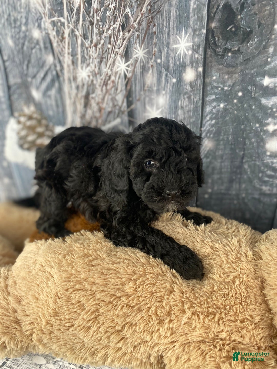 Cavapoo dogs for sale: Rusty - Ad 5
