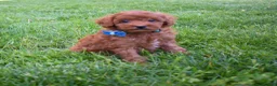 Miniature Poodle dogs for sale: Dakota 💕🐶 - Ad 9