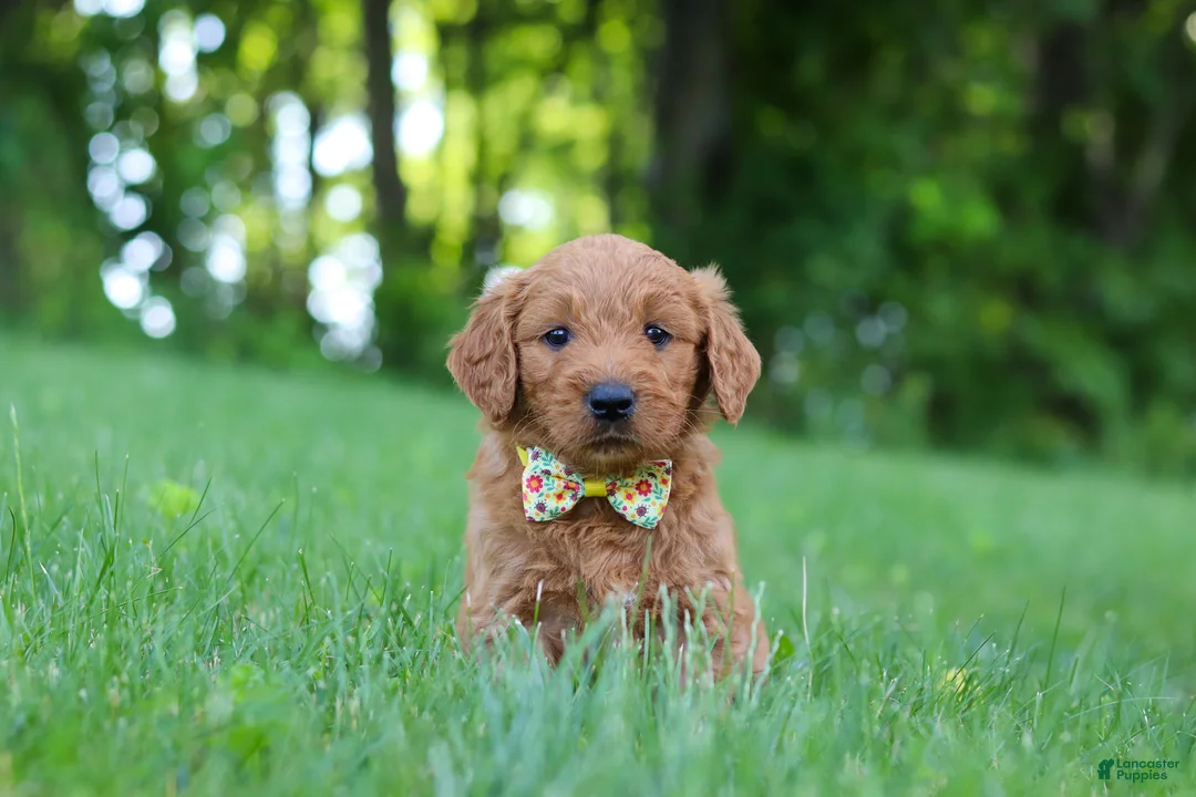 Goldendoodle dogs for sale: Theo - Ad 2