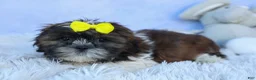 Shih Tzu dogs for sale: RUBBLE - Ad 18