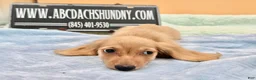 Miniature Dachshund dogs for sale: South African AKC Carrie’s Choc CR - Ad 4