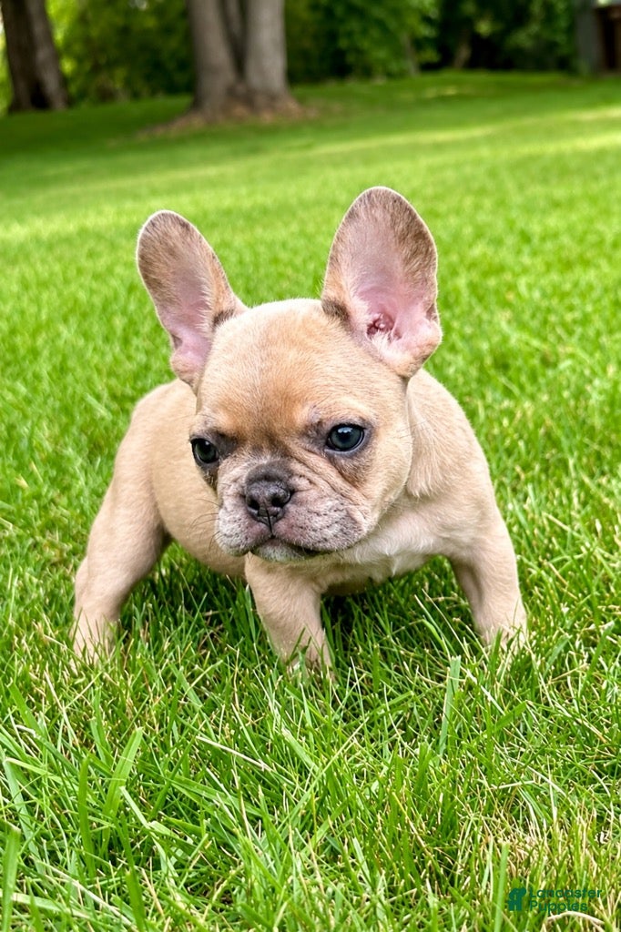 French Bulldog dogs French Bulldog Male LOUIE - Ad 1