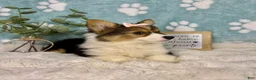 Welsh Corgi Pembroke dogs for sale: Bambi - Ad 2