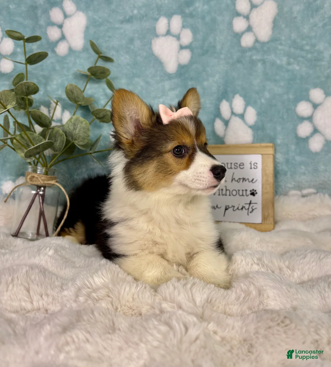 Welsh Corgi Pembroke dogs for sale: Bambi - Ad 2