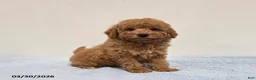 Mini Goldendoodle dogs for sale: Casey - Ad 9