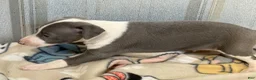 Italian Greyhound dogs for sale: Camo AKC - Ad 5