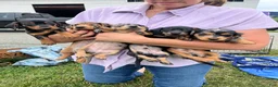 Dachshund dogs for sale: Duke - Ad 3