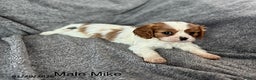 Cavalier King Charles Spaniel dogs for sale: Mike - Ad 3