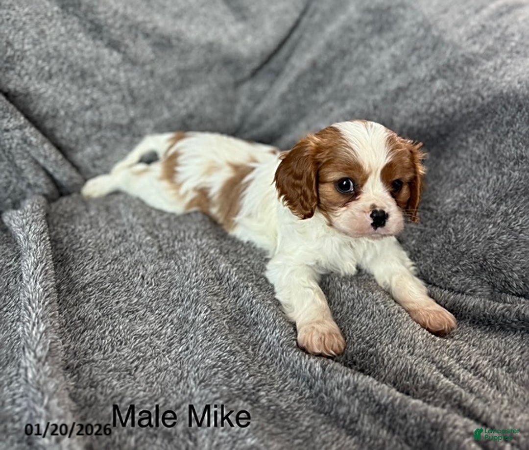 Cavalier King Charles Spaniel dogs for sale: Mike - Ad 3