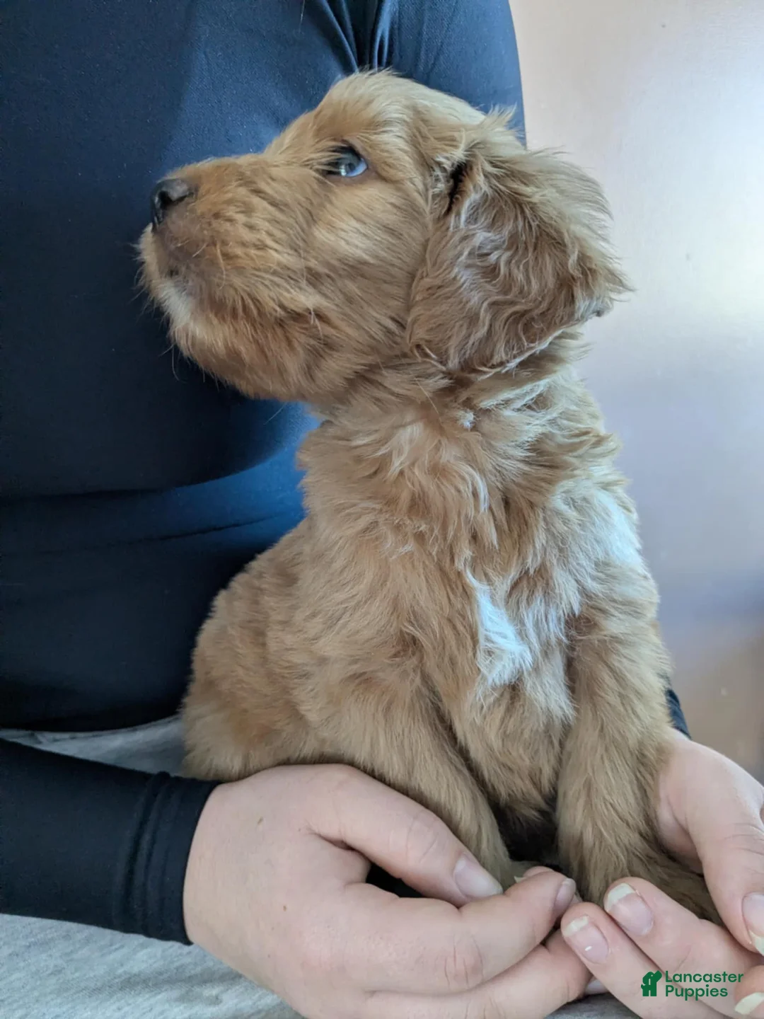 Golden Retriever dogs for sale: Golden Doodles - Ad 2
