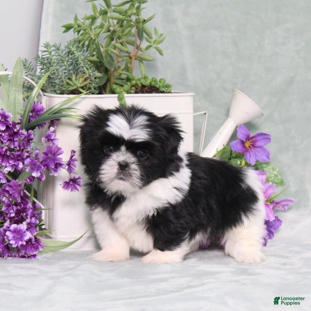 Shih Tzu dogs Polecat - Ad 2