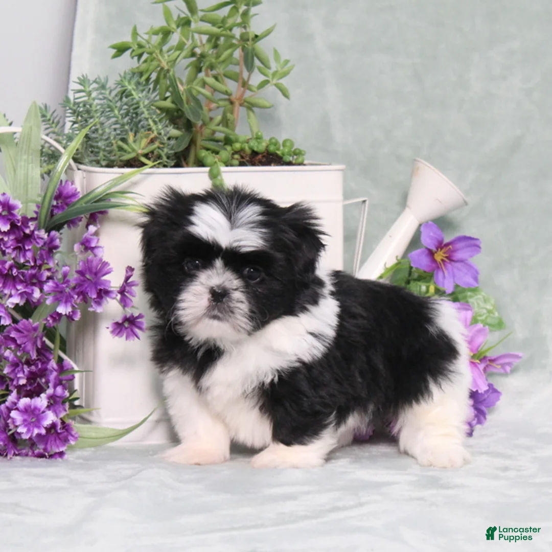 Shih Tzu dogs for sale: Polecat - Ad 2