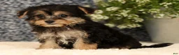 Yochon dogs for sale: Violet - Ad 8