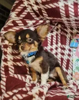 Chihuahua dogs Quinn (LH Tri Choc) - Ad 10