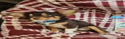 Chihuahua dogs for sale: Quinn (LH Tri Choc) - Ad 1
