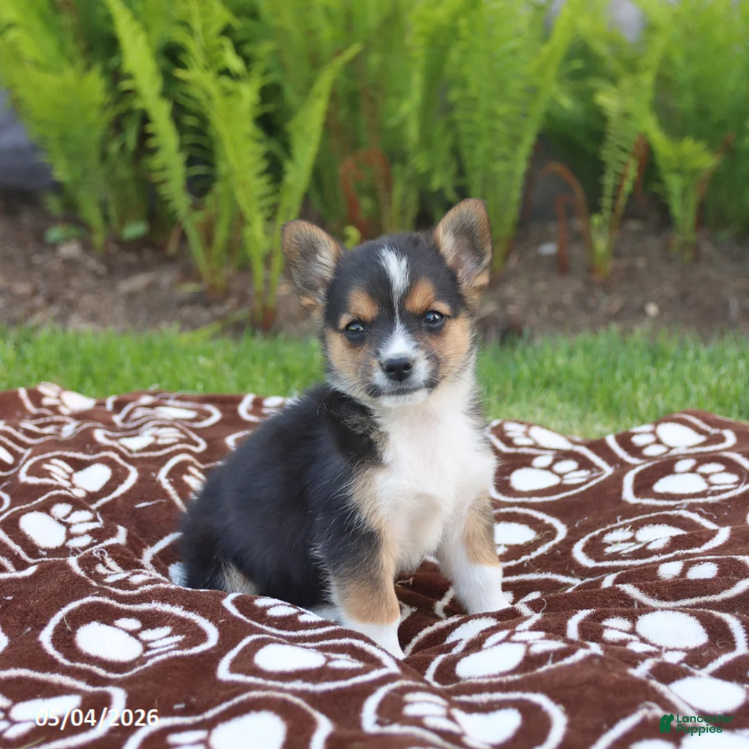 Mixed Breed dogs for sale: Sidney - Ad 1